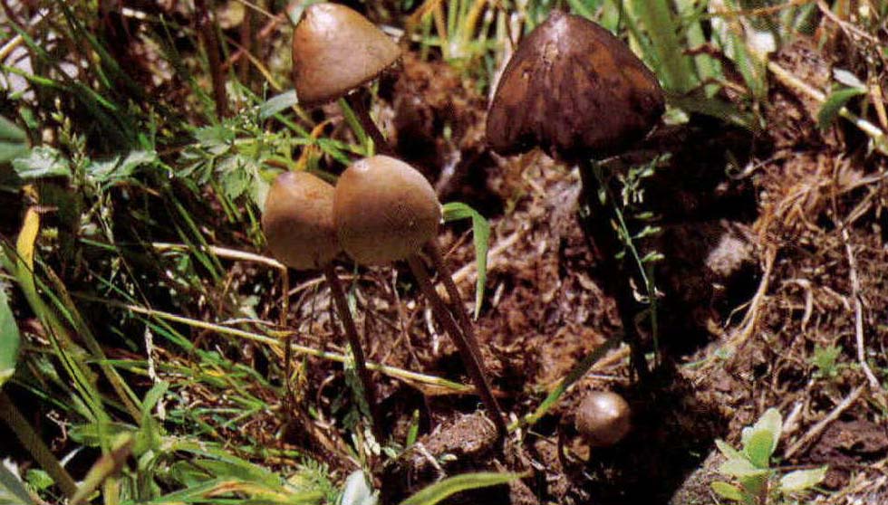 Panaeolus subbalteatus (Berk. et Br. )Sacc.